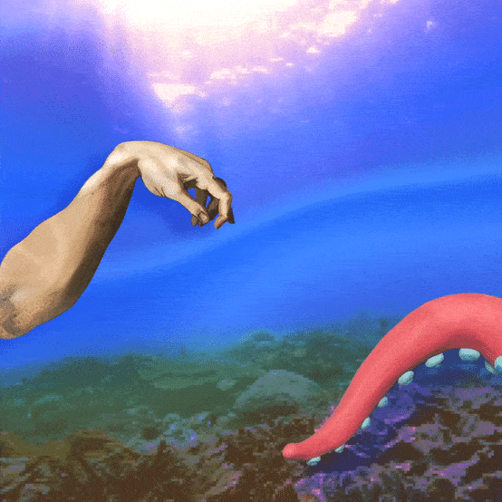 Octopus Enthusiasts Group